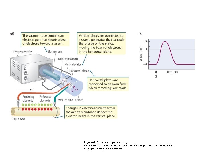 Figure 4. 12 Oscilloscope recording Kolb/Whishaw: Fundamentals of Human Neuropsychology, Sixth Edition Copyright ©