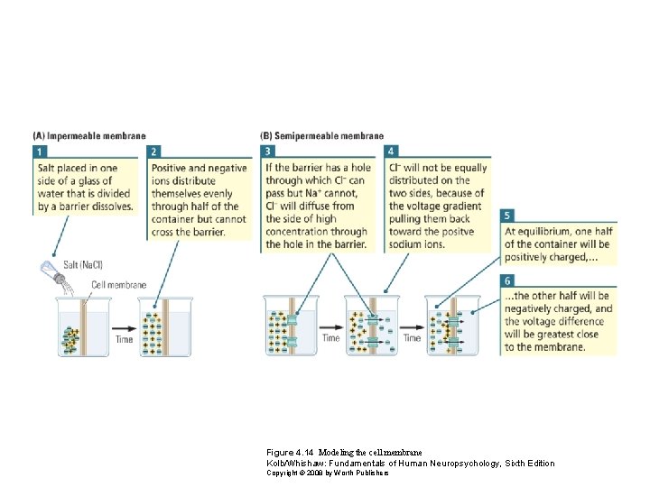 Figure 4. 14 Modeling the cell membrane Kolb/Whishaw: Fundamentals of Human Neuropsychology, Sixth Edition