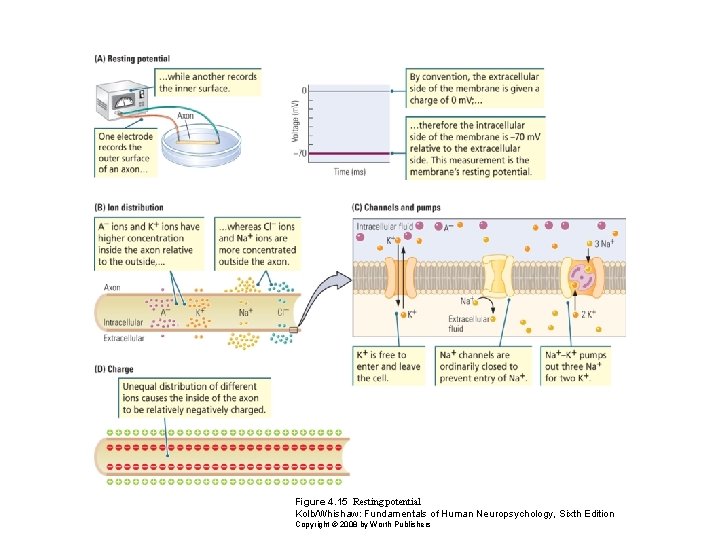 Figure 4. 15 Resting potential Kolb/Whishaw: Fundamentals of Human Neuropsychology, Sixth Edition Copyright ©