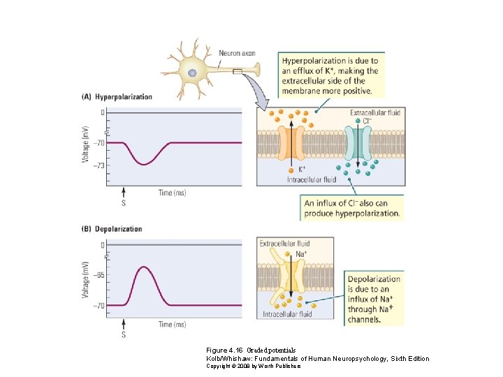 Figure 4. 16 Graded potentials Kolb/Whishaw: Fundamentals of Human Neuropsychology, Sixth Edition Copyright ©