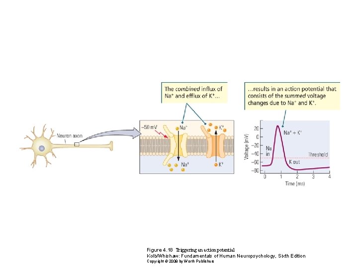 Figure 4. 18 Triggering an action potential Kolb/Whishaw: Fundamentals of Human Neuropsychology, Sixth Edition