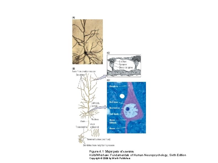 Figure 4. 1 Major parts of a neuron Kolb/Whishaw: Fundamentals of Human Neuropsychology, Sixth