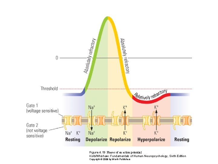 Figure 4. 19 Phases of an action potential Kolb/Whishaw: Fundamentals of Human Neuropsychology, Sixth