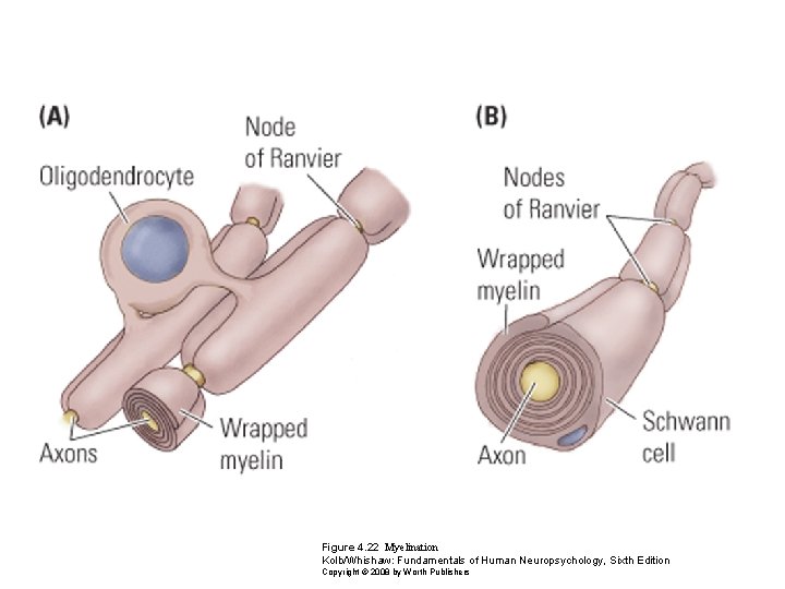 Figure 4. 22 Myelination Kolb/Whishaw: Fundamentals of Human Neuropsychology, Sixth Edition Copyright © 2008