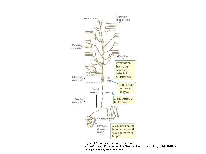 Figure 4. 2 Information flow in a neuron Kolb/Whishaw: Fundamentals of Human Neuropsychology, Sixth