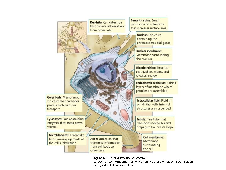 Figure 4. 3 Internal structure of a neuron Kolb/Whishaw: Fundamentals of Human Neuropsychology, Sixth