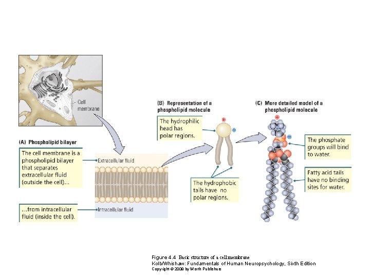 Figure 4. 4 Basic structure of a cell membrane Kolb/Whishaw: Fundamentals of Human Neuropsychology,