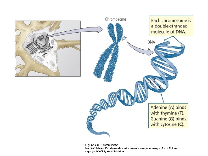 Figure 4. 5 A chromosome Kolb/Whishaw: Fundamentals of Human Neuropsychology, Sixth Edition Copyright ©