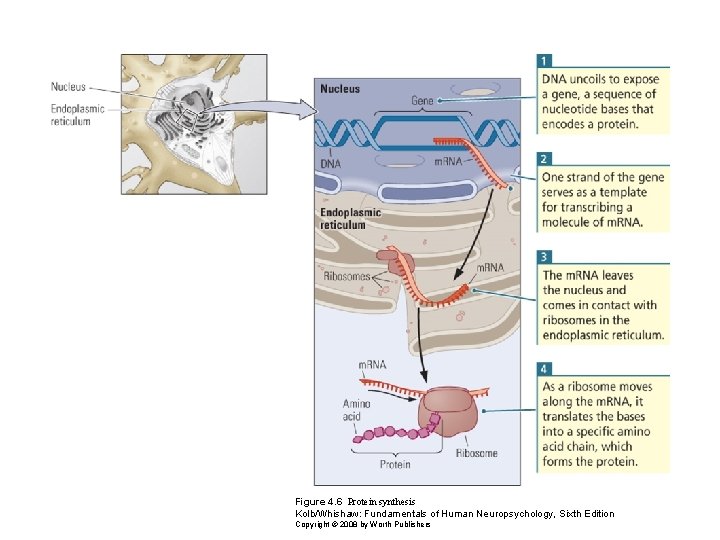 Figure 4. 6 Protein synthesis Kolb/Whishaw: Fundamentals of Human Neuropsychology, Sixth Edition Copyright ©