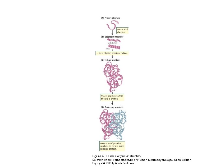 Figure 4. 8 Levels of protein structure Kolb/Whishaw: Fundamentals of Human Neuropsychology, Sixth Edition