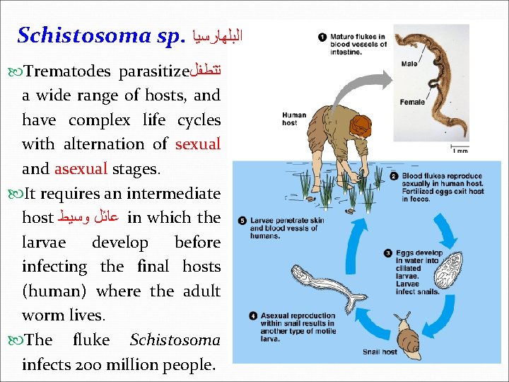 Schistosoma sp. ﺍﻟﺒﻠﻬﺎﺭﺳﻴﺎ Trematodes parasitize ﺗﺘﻄﻔﻞ a wide range of hosts, and have complex