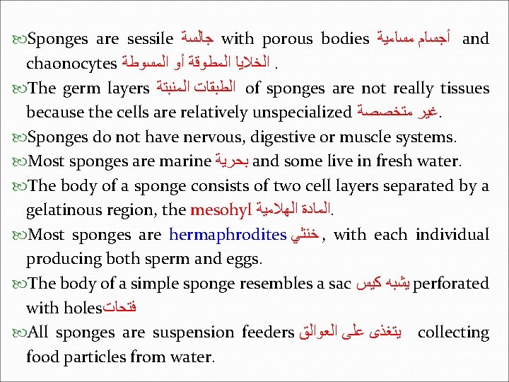  Sponges are sessile ﺟﺎﻟﺴﺔ with porous bodies ﺃﺠﺴﺎﻡ ﻣﺴﺎﻣﻴﺔ and chaonocytes ﺍﻟﺨﻼﻳﺎ ﺍﻟﻤﻄﻮﻗﺔ