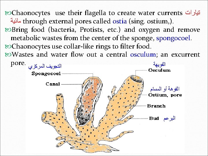  Chaonocytes use their flagella to create water currents ﺗﻴﺎﺭﺍﺕ ﻣﺎﺋﻴﺔ through external pores