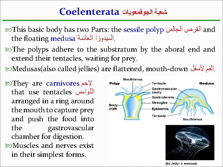 Coelenterata ﺷﻌﺒﺔ ﺍﻟﺠﻮﻓﻤﻌﻮﻳﺎﺕ This basic body has two Parts: the sessile polyp ﺍﻟﻘﺮﺹ ﺍﻟﺠﺎﻟﺲ