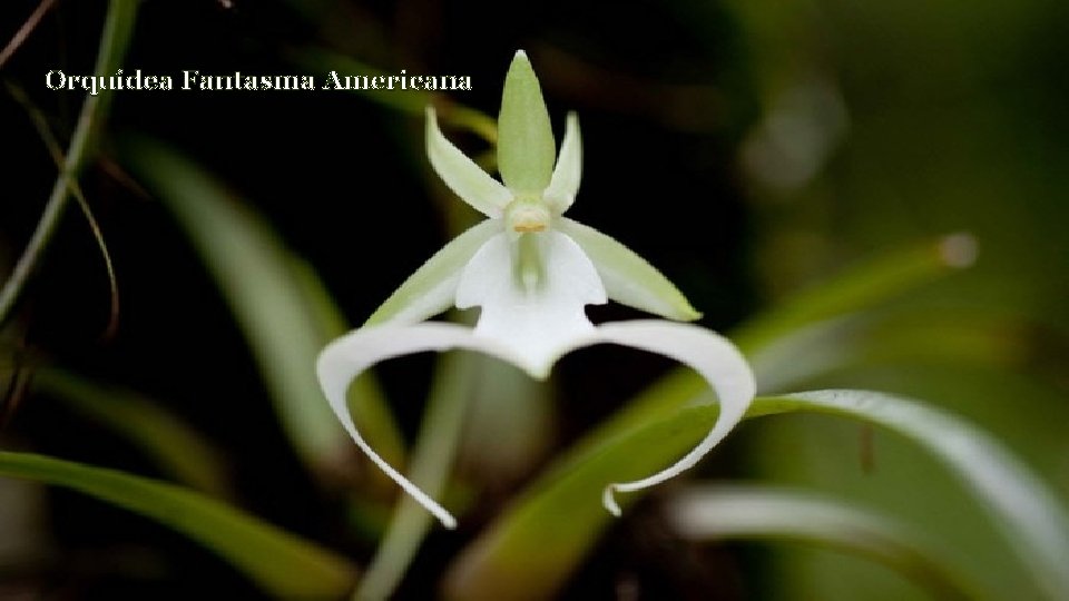 Orquídea Fantasma Americana 