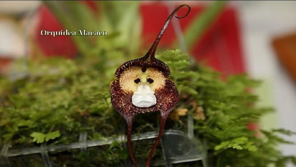 Orquídea Macaco 