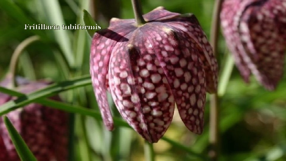 Fritillaria tubiformis 