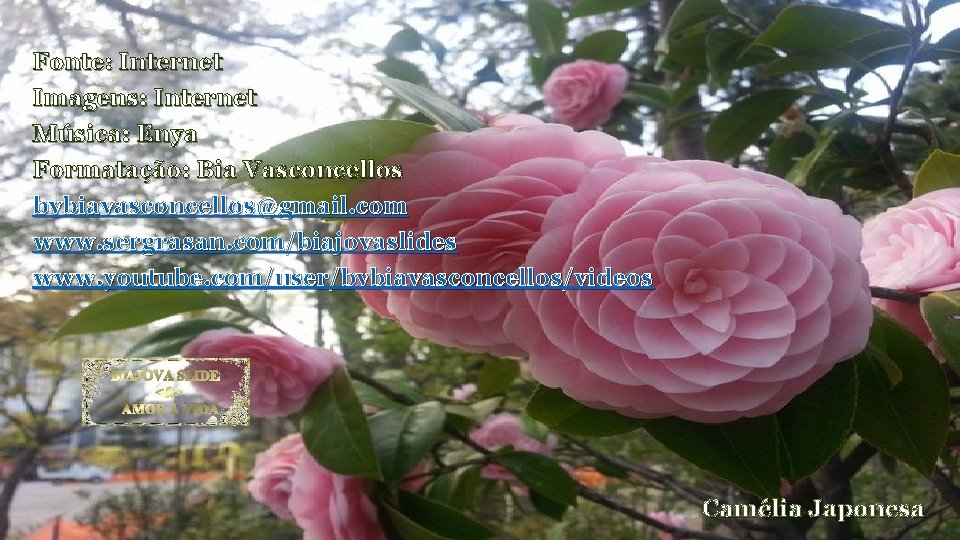 Fonte: Internet Imagens: Internet Música: Enya Formatação: Bia Vasconcellos bvbiavasconcellos@gmail. com www. sergrasan. com/biajovaslides