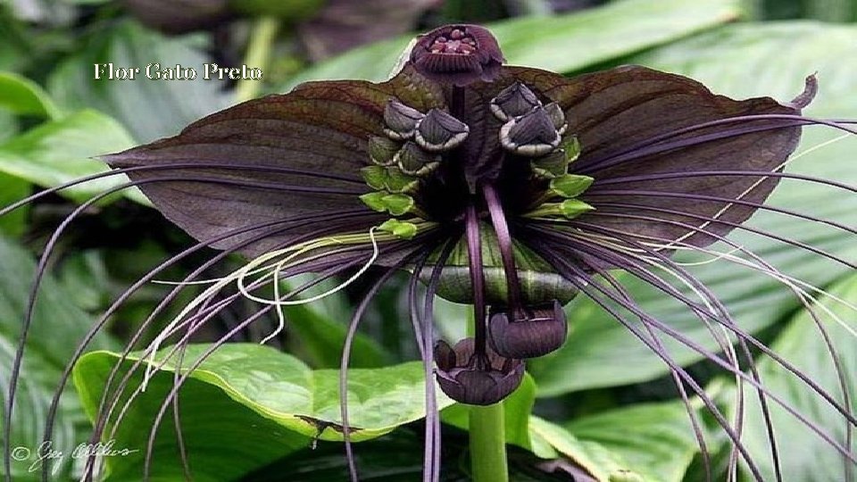 Flor Gato Preto 