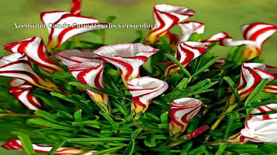 Azedinha Candy Cane (Oxalis versicolor) 