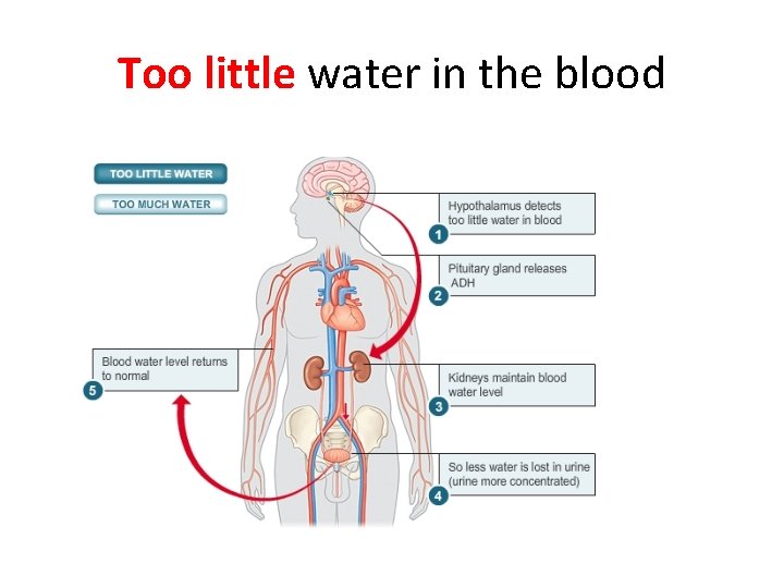 Too little water in the blood 