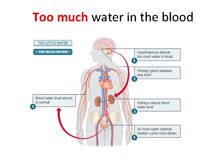 Too much water in the blood 