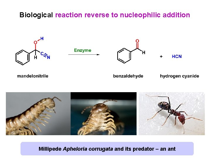 Biological reaction reverse to nucleophilic addition Millipede Apheloria corrugata and its predator – an