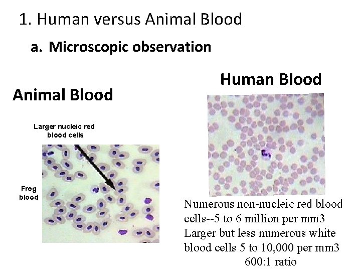 1. Human versus Animal Blood a. Microscopic observation Animal Blood Human Blood Larger nucleic