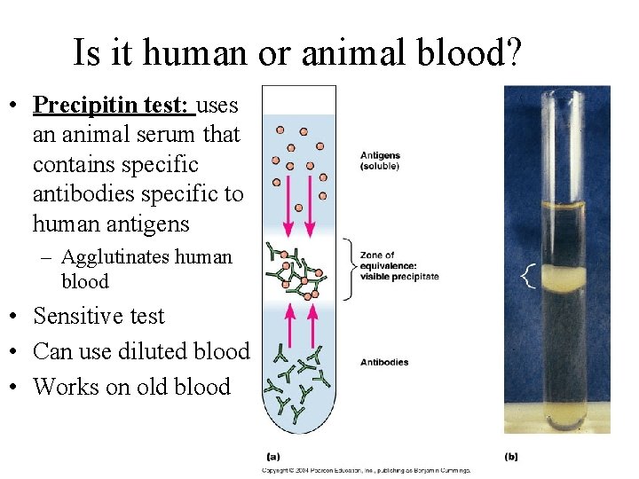 Is it human or animal blood? • Precipitin test: uses an animal serum that