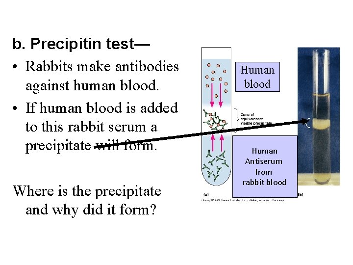 b. Precipitin test— • Rabbits make antibodies against human blood. • If human blood