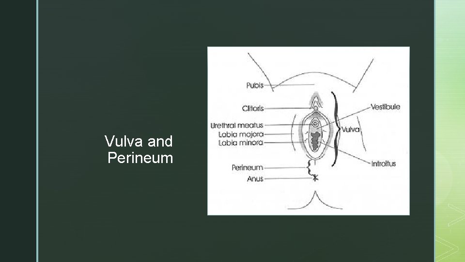 z z Vulva and Perineum 