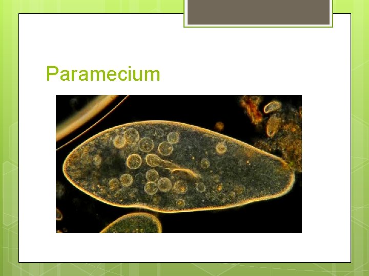 Paramecium 