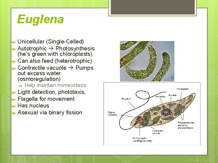 Euglena Unicellular (Single-Celled) Autotrophic Photosynthesis (he’s green with chloroplasts) Can also feed (heterotrophic) Contractile