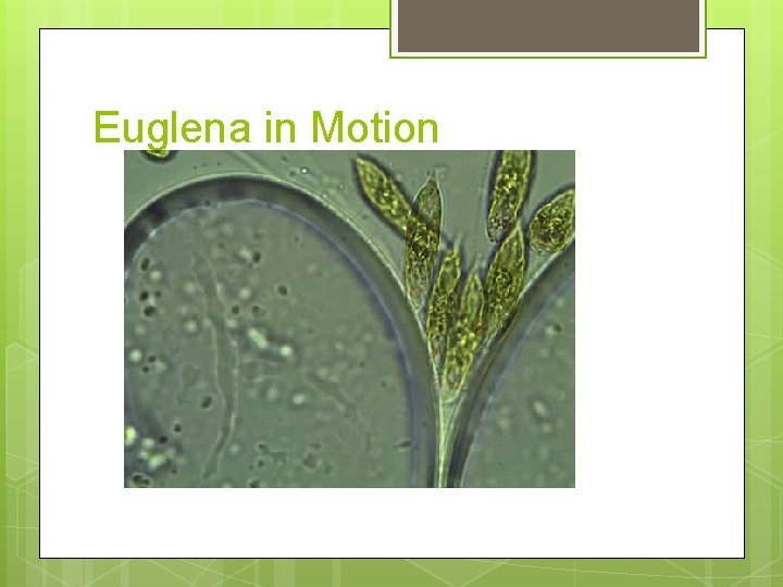 Euglena in Motion 