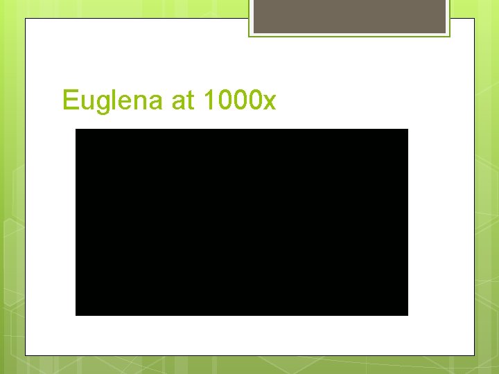 Euglena at 1000 x 