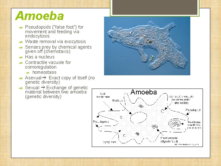 Amoeba Pseudopods (“false foot”) for movement and feeding via endocytosis Waste removal via exocytosis