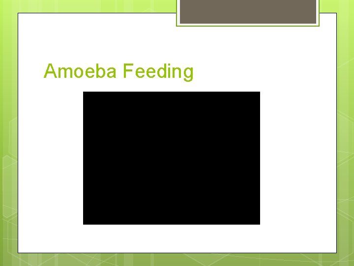 Amoeba Feeding 
