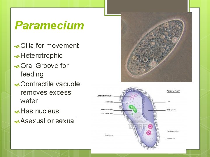 Paramecium Cilia for movement Heterotrophic Oral Groove for feeding Contractile vacuole removes excess water