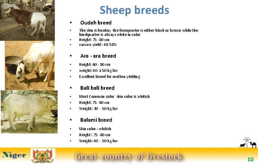 Sheep breeds • • • • Oudah breed The skin is bicolor; the forequarter