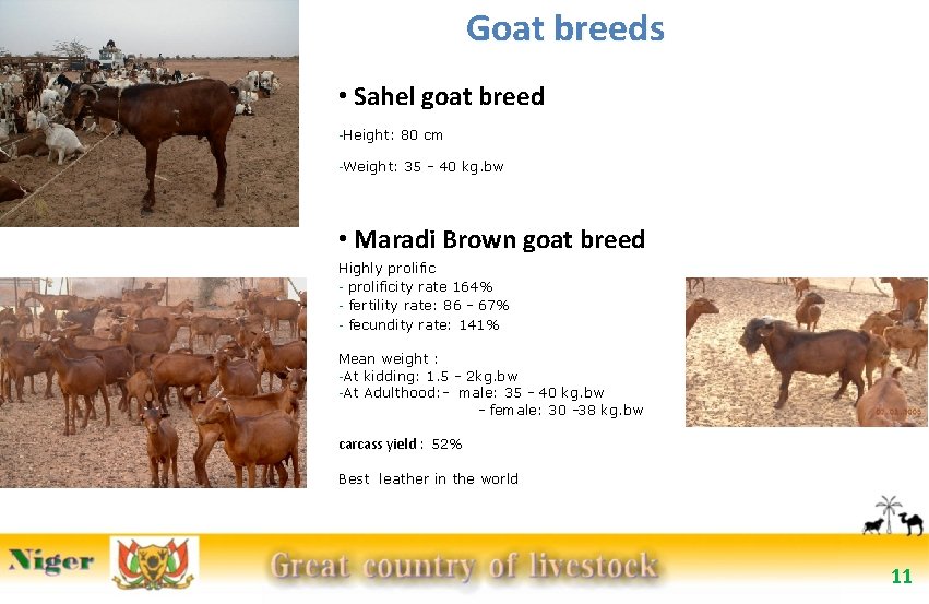 Goat breeds • Sahel goat breed -Height: -Weight: 80 cm 35 - 40 kg.