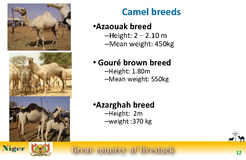 Camel breeds • Azaouak breed –Height: 2 – 2. 10 m –Mean weight: 450