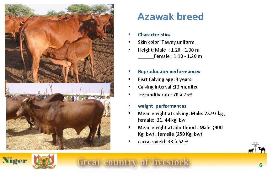 Azawak breed § § § Characteristics Skin color: Tawny uniform Height: Male : 1.