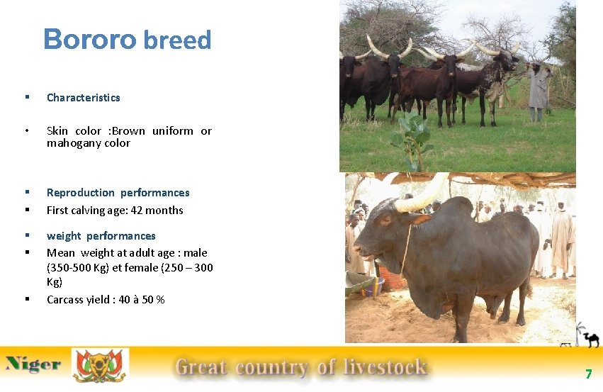 Bororo breed § Characteristics • Skin color : Brown uniform or mahogany color §