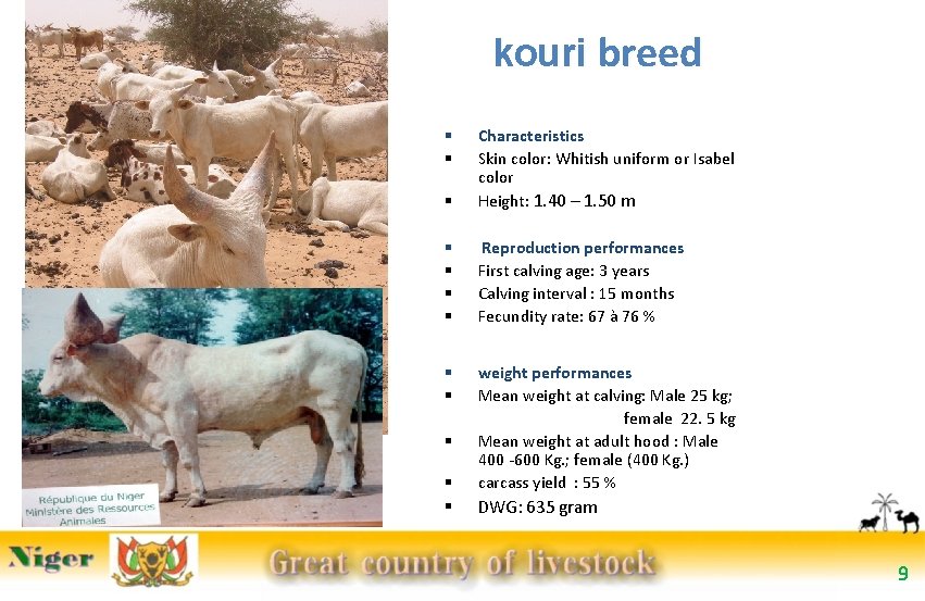kouri breed § Characteristics Skin color: Whitish uniform or Isabel color Height: 1. 40