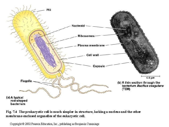 Fig. 7. 4 The prokaryotic cell is much simpler in structure, lacking a nucleus