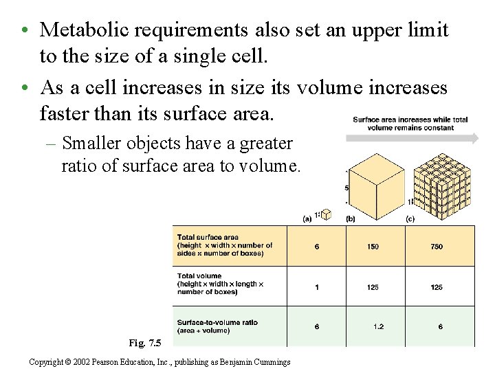 • Metabolic requirements also set an upper limit to the size of a