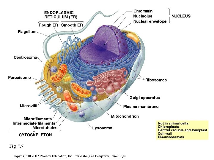 Fig. 7. 7 Copyright © 2002 Pearson Education, Inc. , publishing as Benjamin Cummings