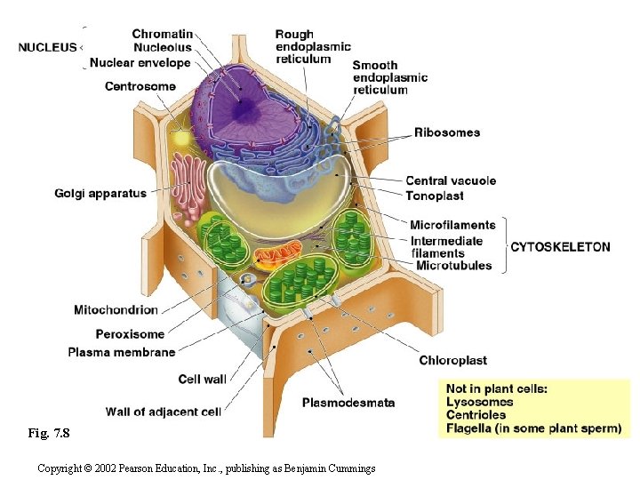 Fig. 7. 8 Copyright © 2002 Pearson Education, Inc. , publishing as Benjamin Cummings