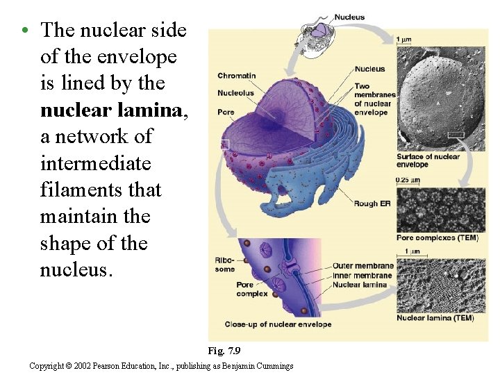  • The nuclear side of the envelope is lined by the nuclear lamina,