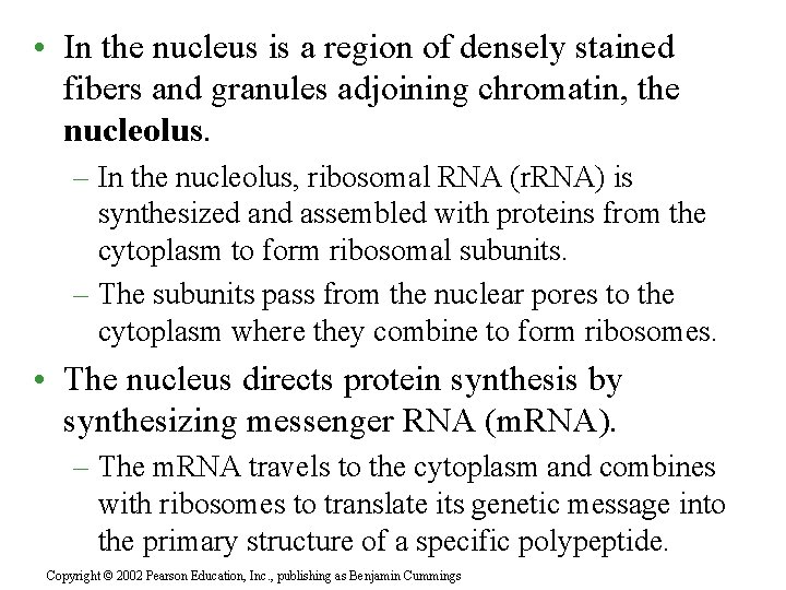  • In the nucleus is a region of densely stained fibers and granules